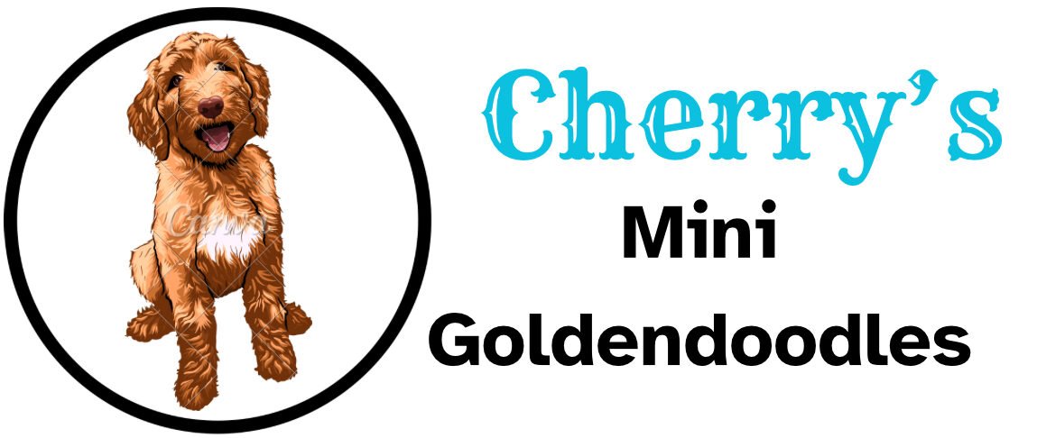 CHERRY'S. MINI GOLDENDOODLES